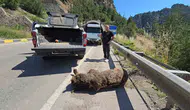 Karabük yolunda otomobilin çarptığı ayı çayda ölü bulundu