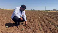 Urfa pamuk tarlalarında hasat sonrası böcek istilası kapıda