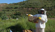 Aksaraylı arıcıların yüzü bu yıl bol yağışla güldü