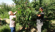 Malatya’da dalbastı kirazı hasadı başladı ama işçi bulunamıyor