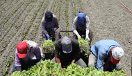 Ev ve tarım işçilerine Yargıtay'dan tazminat müjdesi
