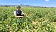 Afyonkarahisar tarlalarında üretim takibi başladı