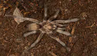 Aydın'da bulunan tarantula türü Türkiye kayıtlarına girdi