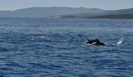 Bodrum açıklarında hayalet ağ temizliğine yunus sürüsü eşlik etti