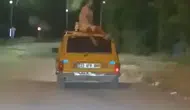 Elazığ trafiğinde akıllara durgunluk veren tavan yolculuğu