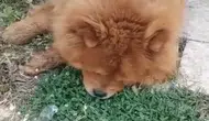 Alanya'da köpeğe eziyet iddiasına gözaltı