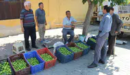 Aydın’da incir için kritik sezon başladı