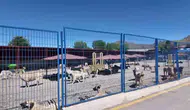 Erzurum’da sokak köpeği sorunu nasıl çözüldü?