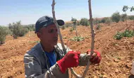 Şanlıurfa bahçelerinde yüksek verim için fıstık aşılama mesaisi