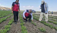 Antakya çiftçisinin fıstık mesaisi yerinde izleniyor