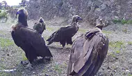 Bolu dağlarında nadir görülen dev misafirler kayıt altına alındı