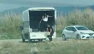 Milleyha Sulak Alanı'na kaçak köpek bırakıldı