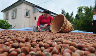 Düzce fındığı Avrupa sofralarında yerini sağlamlaştırıyor