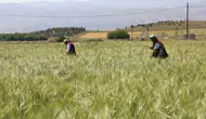 Elazığ çiftçisinin tarlasında süne takibi başladı