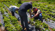 Beyşehirli üreticinin çilek tarlalarına sıkı denetim