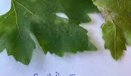 Manisa Sarıgöl'de bağ üreticilerine kritik ilaçlama uyarısı