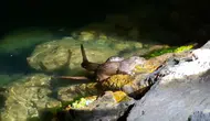 Amasra kıyısında beklenmedik dostluk