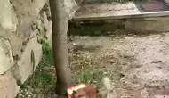 Erzurum'da sincabın ceviz isyanı kameraya yansıdı