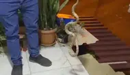 Antalya’da yılan paniği Ev sahibinden sürüngene sert uyarı