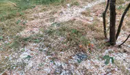 Aydın ve İzmir hattında dolu yağışı tarımı vurdu