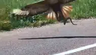 Bingöl’de kartal ile yılanın yaşam mücadelesi görüntülendi