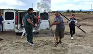 Didim’de caretta caretta çakal saldırısından son anda kurtarıldı