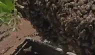 Elazığ’da arılar kovanı terk edip ağaca yerleşti