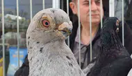 Denizli’nin asırlık Tokur güvercinleri güzellik yarışmasında buluştu