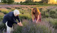 Düzce’nin köylerinde mor hasat zamanı başladı