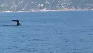 Samandağ açıklarında deniz devine sürpriz karşılaşma