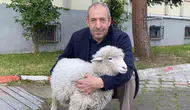 Samsun Kavak Adliyesi’nin en sadık çalışanı bir kuzu oldu