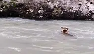 Munzur Nehri’nde ayının zorlu geçiş mücadelesi