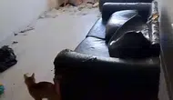 Bolu’da çöp eve dönen daireden 6 kedi kurtarıldı