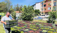 Taşköprü yaza 70 bin çiçekle hazırlanıyor