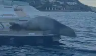 Bodrum açıklarında misafirimiz var