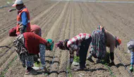 Karacabey tarlalarında salçalık domates mesaisi başladı