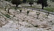 Mersin Erdemli'de dolu yağışı tarım arazilerini vurdu