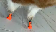 Balım için bir ilk 3 boyutlu teknolojiyle yeniden yürüyor