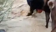 Yusufeli'nde taşkın dereyi aşmaya çalışan hayvanların zor anları
