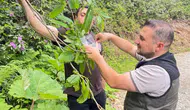 Akçakoca ormanlarına kestane ağaçlarını kurtaracak faydalı böcekler bırakıldı