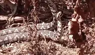 Aydın’da şeritli engereklerin nadir görülen dansı kameraya yansıdı