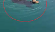 İskenderun Limanı’nda gemiden atlayan angusun denizde yüzüşü şaşırttı