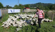 Ordu’da fındığa alternatif kaz dönemi