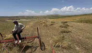 Siirt ovasında mercimek bereketi başladı