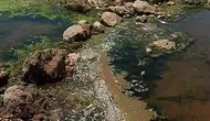 Karasu Çayı’nda balık ölümleri köylüleri endişelendiriyor