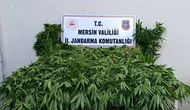 Mersin ormanlarında kenevir tarlasına jandarma baskını