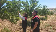 Elazığ Ağın’da badem bahçeleri için tarım ekipleri sahaya indi