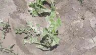 Nevşehir Kozaklı’da dolu yağışı çiftçinin emeğini tarlada bıraktı