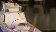 Avşa Adası’nda balıkçı teknesine misafir olan su samuru kamerada