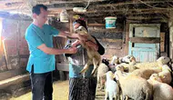 Düzce'de küçükbaş sürülerine hastalık taraması yapıldı